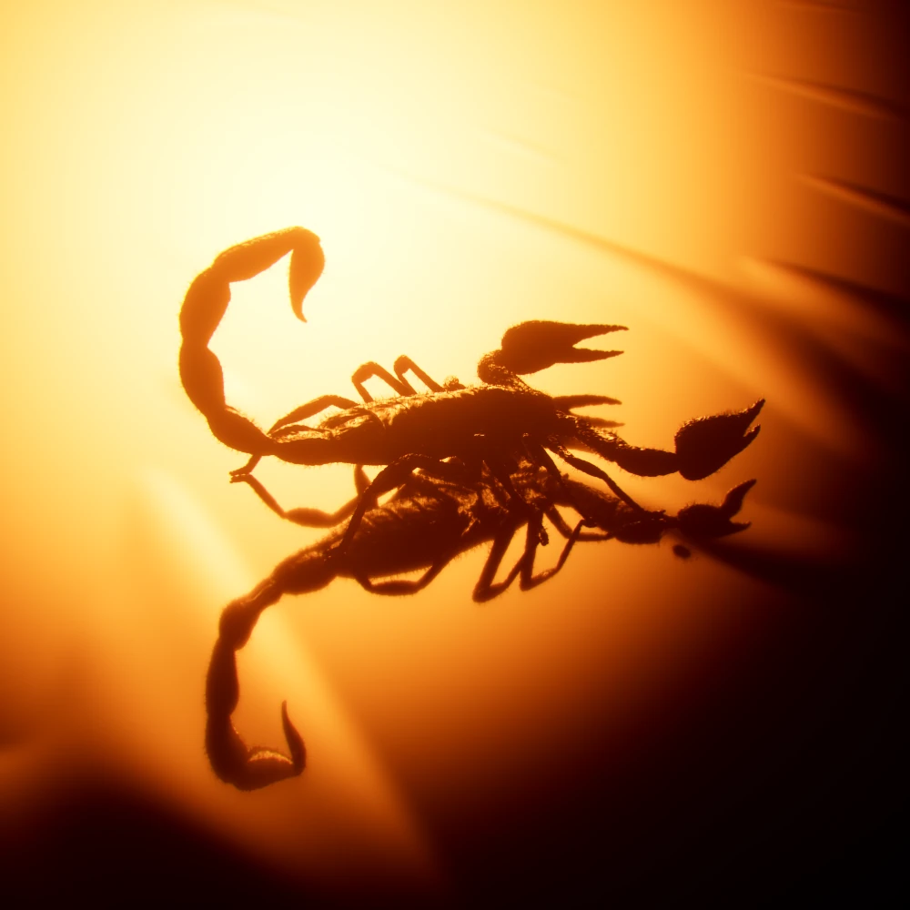 Scorpion artwork